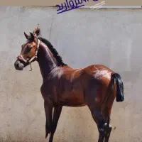 نریان کرد ۶ دنگ|اسب و تجهیزات اسبسواری|رشت, لاکان|دیوار