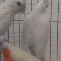 عروس هلندی البنیو