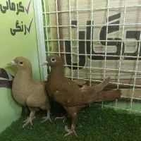 رنگی و آلمانی و پرنده اهلی
