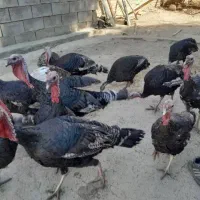 بوقلمون برنز  و بوربون امریکایی|حیوانات مزرعه|اقلید, |دیوار