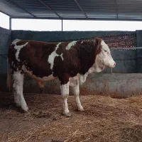 گاوگوساله نر سیمینتال