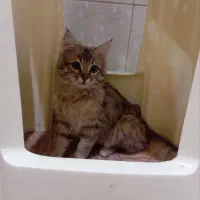 گربه پرشین میکس خانگی بازیگوش  توافقی