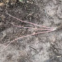 عرضه وفروش پاجوش گل محمدی ریشه لخت|خدمات باغبانی و درختکاری|نیشابور, دربقاضی|دیوار