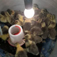 جوجه غاز محلی ۲و۳روزه