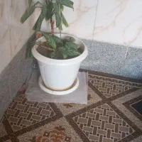 گل با گلدان ۲۰۰هزار