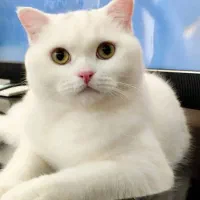 گربه بریتیش