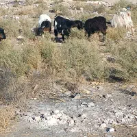 بزغاله 7نر 9ماده|حیوانات مزرعه|مشهد, شهید قربانی|دیوار