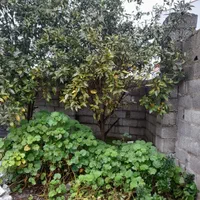 ۱۶۰ متر خونه ویلایی قدیمی مناسب بازسازی/نزدیک دریا|فروش خانه و ویلا|لاهیجان, طالقانی|دیوار