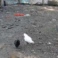 مرغ و خروس محلی سالم و سرحال|حیوانات مزرعه|شفت, |دیوار