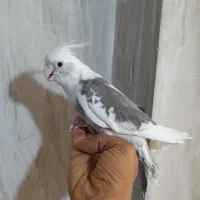 ۲ جفت عروس هلندی و تعدای تکی دستی و سالم|پرنده|مشهد, طرق|دیوار