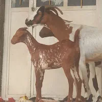 جنس خوب بز داشت کشتار کهره نر بره نره قصاب داریم