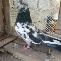 کبوتر