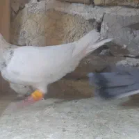 کبوتر نرو ماده خطی|پرنده|الوند, |دیوار