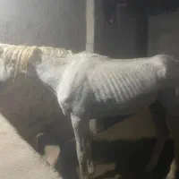 اسب یکسر عرب