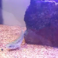 فروش ماهی چانا|ماهی|دامغان, |دیوار