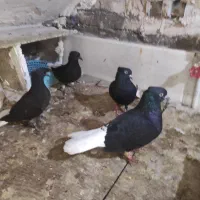 کبوتر دم سفید