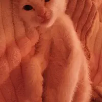 واگذاری گربه