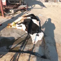 نیازه خانواده برای مراقبت از گاوداری