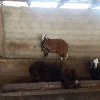 گوسفند چاق|حیوانات مزرعه|آزادشهر, |دیوار