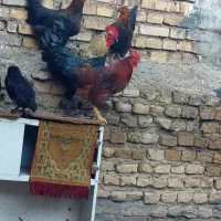 دوتاخروس سرحال مشکی وقرمز