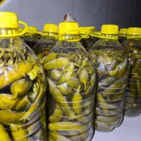 خیارشور تردوخوشمزه مستقیم از روستا تکی وعمده