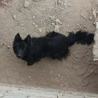 سگ ژرمن اصل بلک ماده|سگ|سبزوار, شرق کال شمالی|دیوار