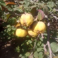 به ارگانیک