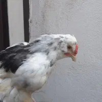 نیمچه مرغ و خروس گلین چهلتاج ریش کاکل