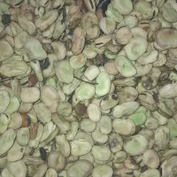 برز باقله
