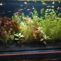 فروش آکواریوم پلنت کامل و حرفه ای|ماهی|تبریز, |دیوار