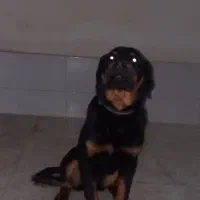 واگذاری توله رتوایلر ماده|سگ|پاکدشت, پاکدشت (مامازند)|دیوار