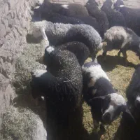 سلام فروش بره