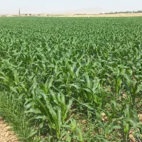 مزرعه-و-زمین-کشاورزی-محدوده-خمین-فروش-و-معاوضه