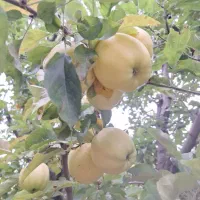 اجاره باغ سیب