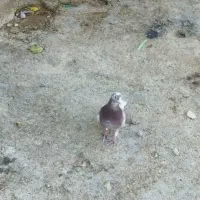 کبوتر|پرنده|آبدانان, |دیوار