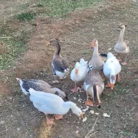 غاز و قوغاز درشت وسالم قیمت مناسب|حیوانات مزرعه|عجب شیر, |دیوار