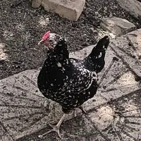 مرغ و خروس و نیمچه گلین