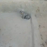 سگ پاکوتاه خوشگل زرنگ تربیت شده