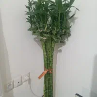 بامبو لاکی جوانه دار