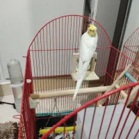 عروس هلندی نر