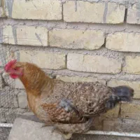 مرغ تخم گذار|حیوانات مزرعه|شیراز, ماه فیروزان|دیوار