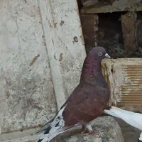 کبوتر