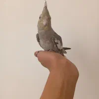 عروس هلندی دستی|پرنده|تفت, |دیوار