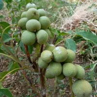 نهال درجه ۱ با ضمانت کتبی