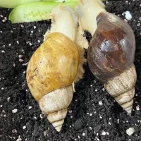 هلزون اچواتینا مولد تخم گذار