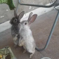 دو عدد خرگوش انگلیسی