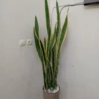 گلدان بزرک سرامیک با گل سانسورییا