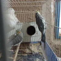 یک جفت عروس هلندی سیامون سالم|پرنده|خواف, |دیوار