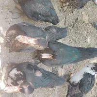 غاز و اردک شمالی با عروس هلندی|پرنده|کنگاور, |دیوار