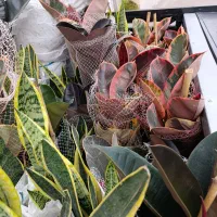 گلفروشی آمیتیس|گل و گیاه طبیعی|گنبد کاووس, |دیوار